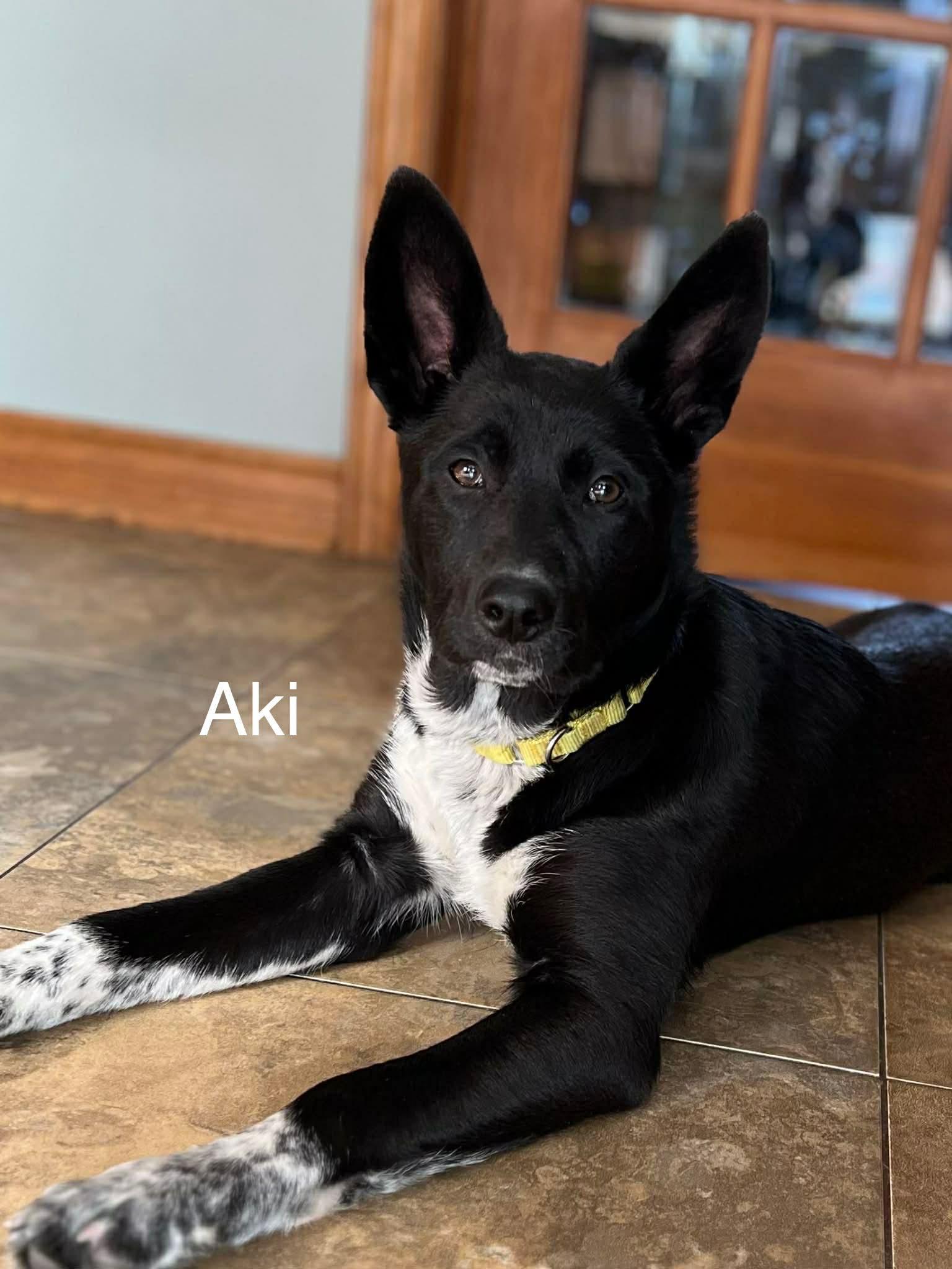 Aki (20260120-03) — thumbnail 5