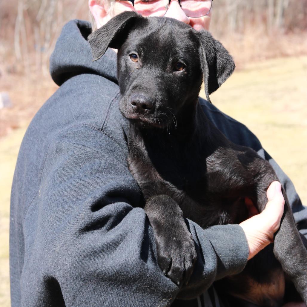 Enlarge CT Monday, a Adoptable mixed breed in Eastford, CT image 1/6