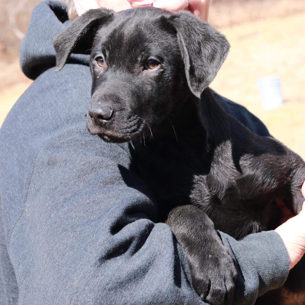 Enlarge CT Monday, a Adoptable mixed breed in Eastford, CT image 2/6
