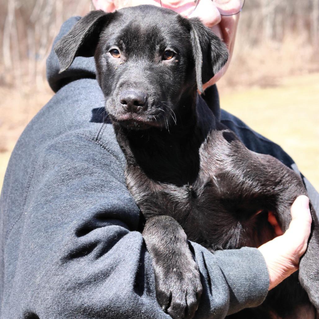 Enlarge CT Monday, a Adoptable mixed breed in Eastford, CT image 3/6