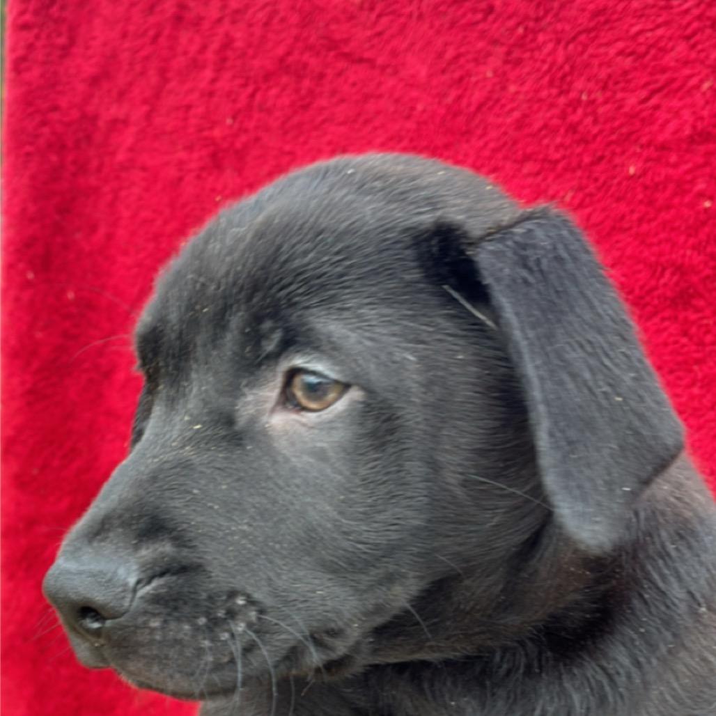 Enlarge CT Monday, a Adoptable mixed breed in Eastford, CT image 6/6