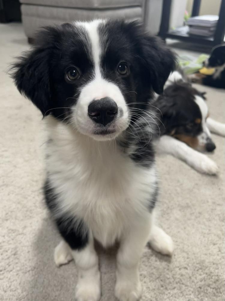 Paul #5225, Adoptable, Puppy Male Border Collie.