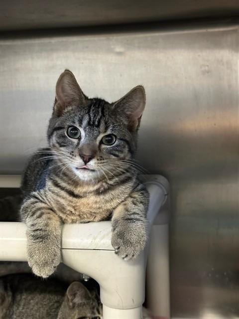 Enlarge BLAKE, a Adoptable Domestic Short Hair in Brewster, MA image 1/1