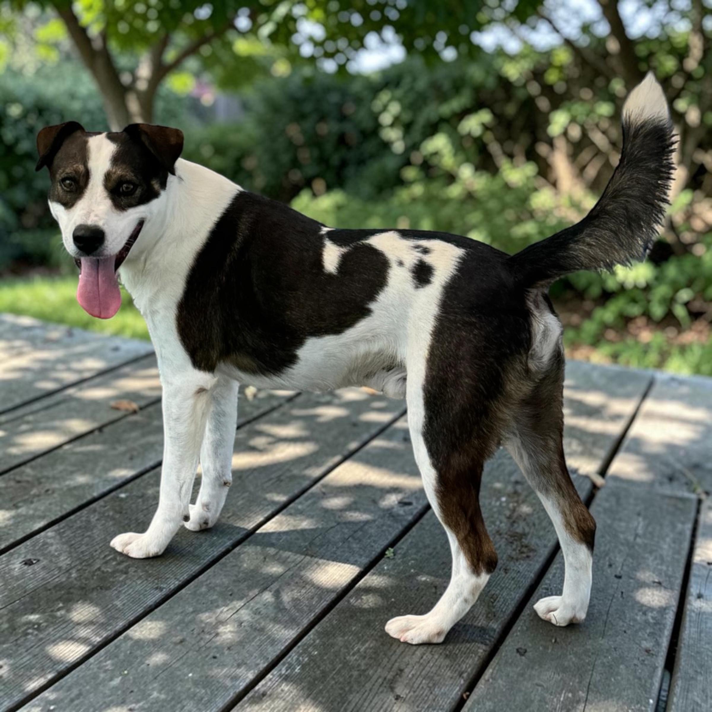 Renegade, adopted, Adult Male Australian Cattle Dog / Blue Heeler.