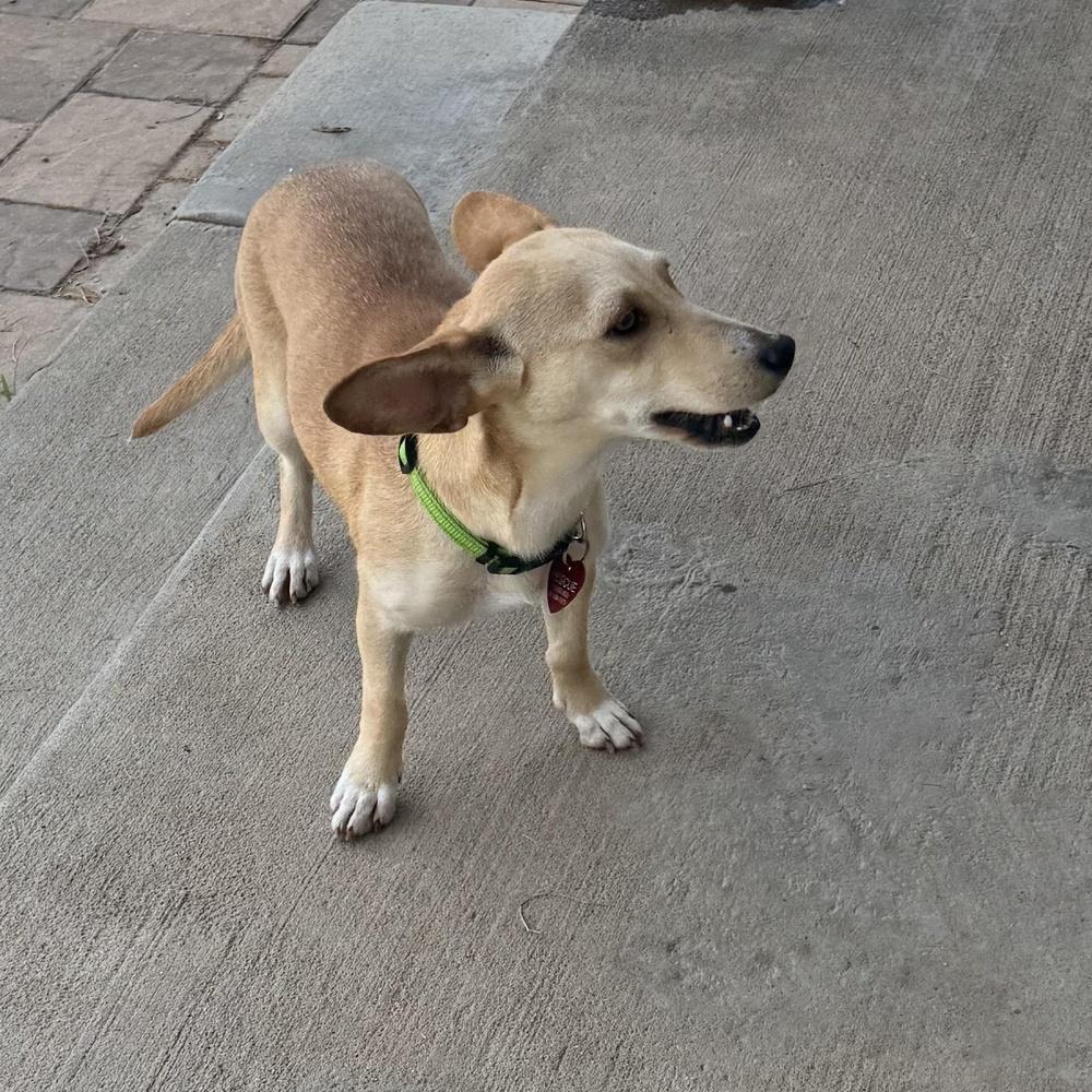 Enlarge Lemonade, a Adoptable mixed breed in Richmond, TX image 1/1