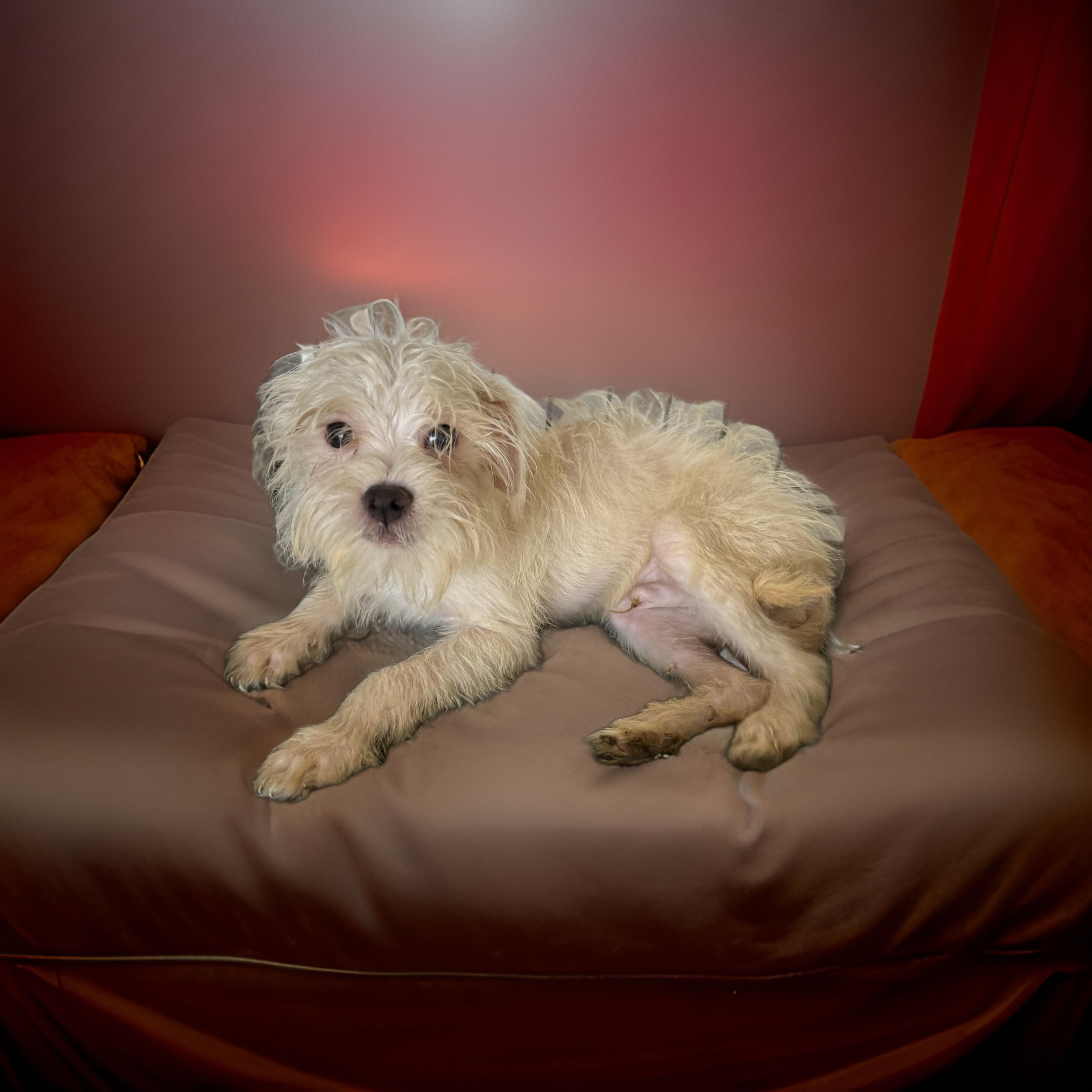 Oscar, a Adoptable mixed breed in Los Angeles, CA image 3/4
