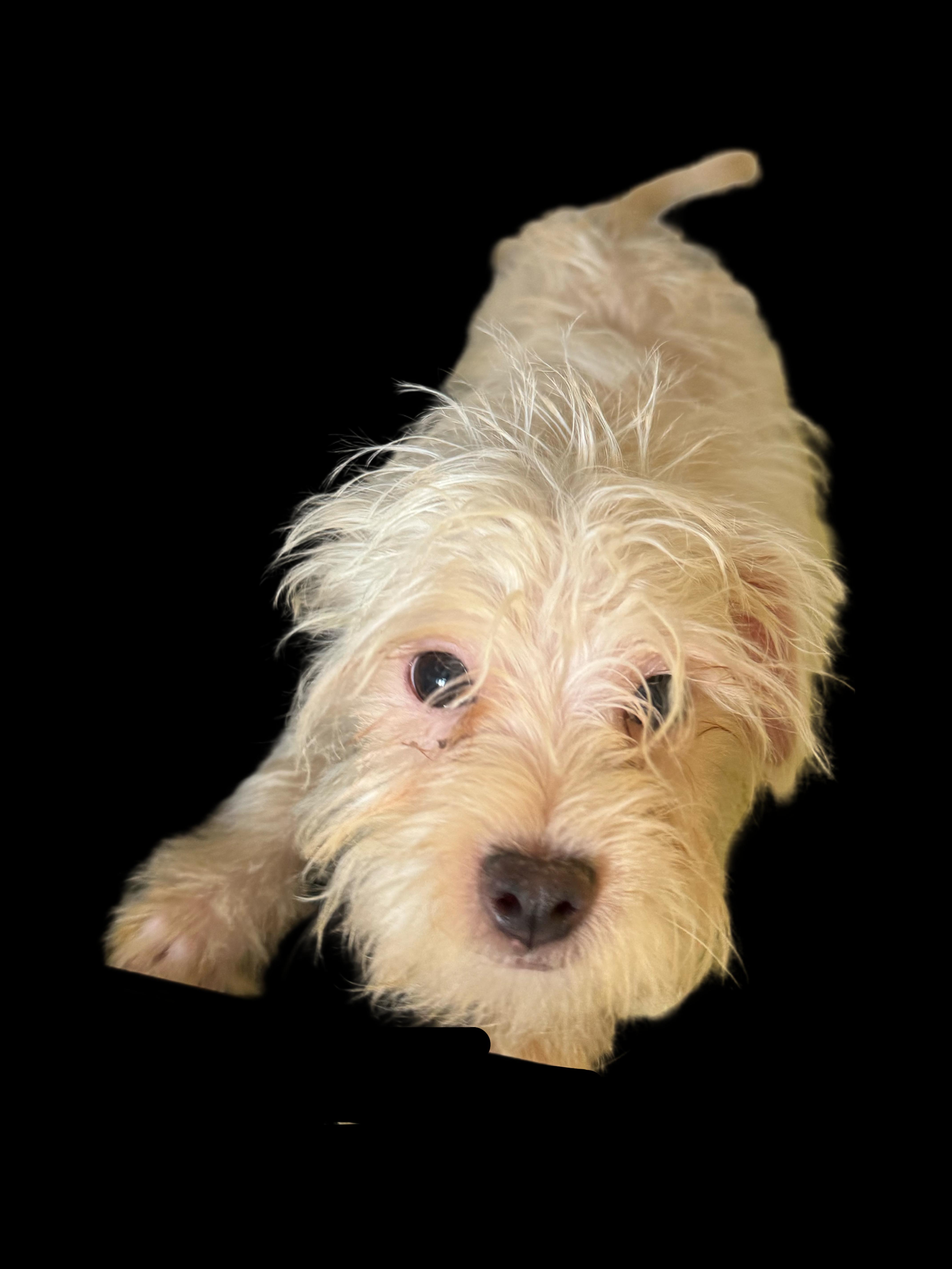 Oscar, a Adoptable mixed breed in Los Angeles, CA image 4/4