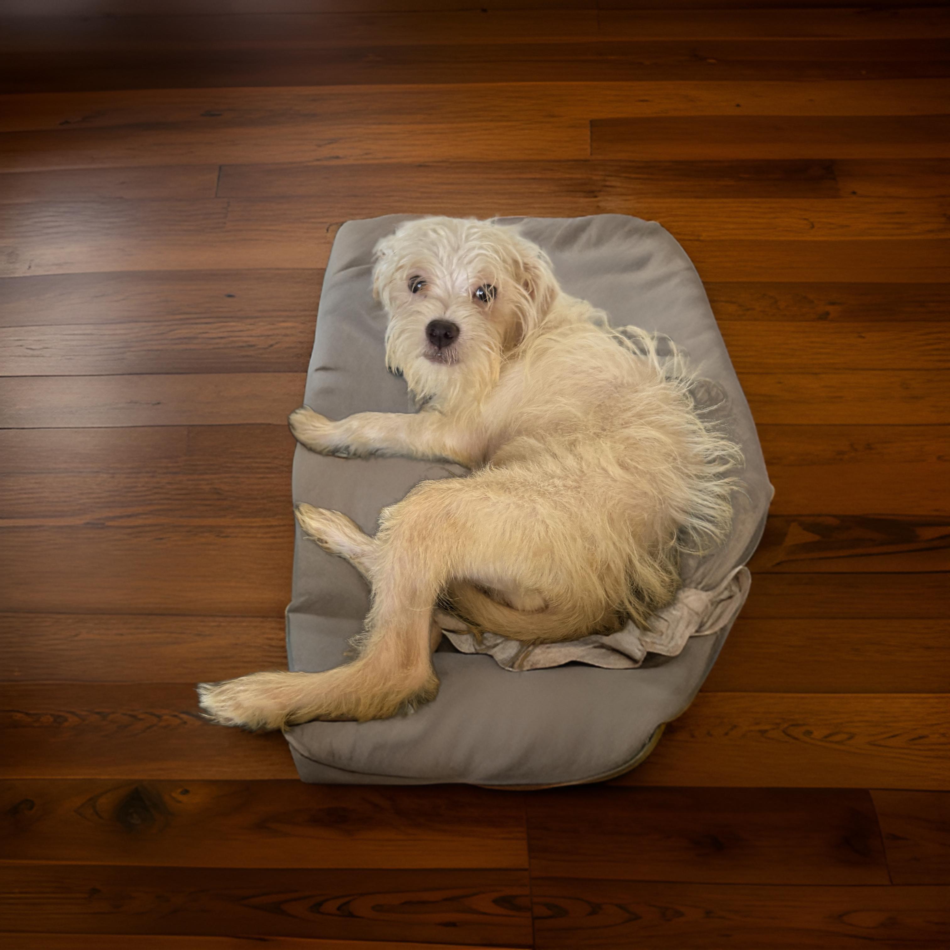 Oscar, Adoptable, Puppy Male Maltese.