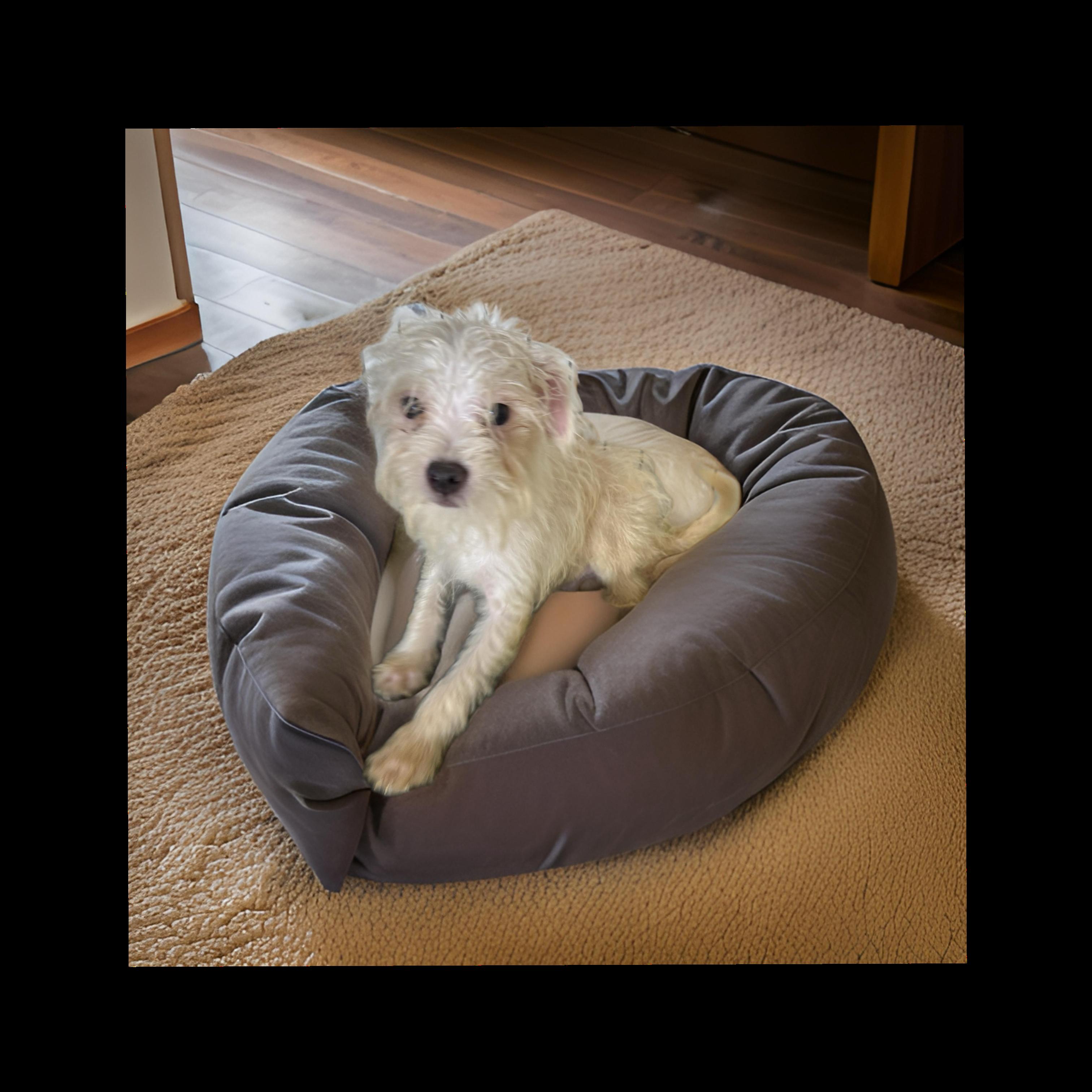 Oscar, a Adoptable mixed breed in Los Angeles, CA image 2/4