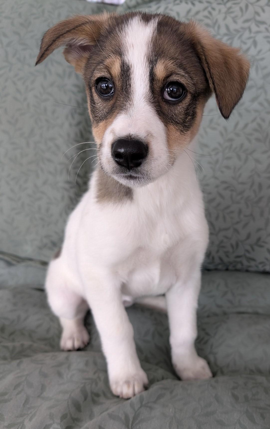 Enlarge SCOUT, a ADOPTABLE mixed breed in fort worth, TX image 2/3