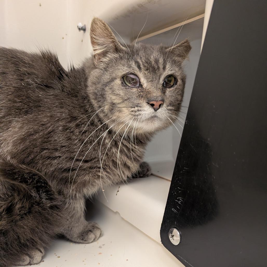 Play-Doh, Adoptable, Adult Female Domestic Short Hair.