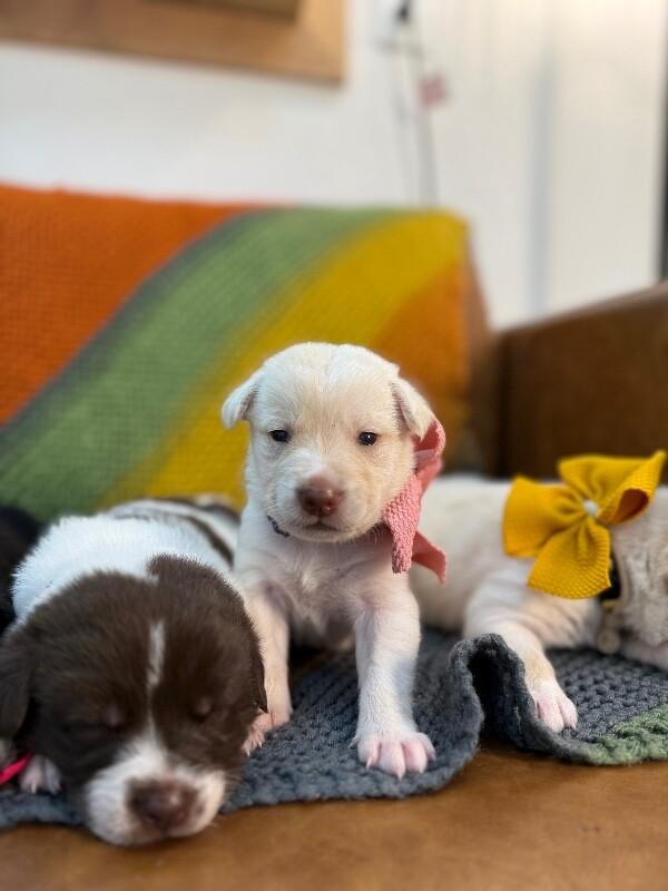 Summer Sunshine — thumbnail 2