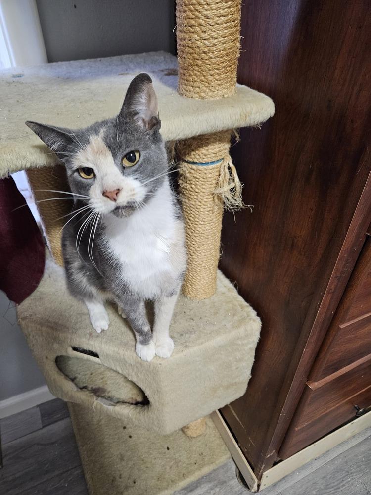 Bubbles, Adoptable, Adult Female Domestic Short Hair.