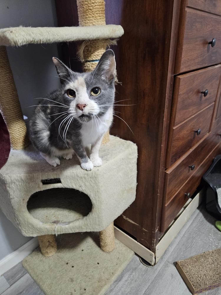 Enlarge Bubbles, a Adoptable Domestic Short Hair in Lincoln Park, MI image 2/3