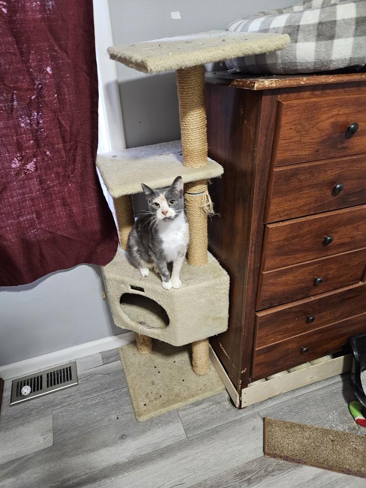 Enlarge Bubbles, a Adoptable Domestic Short Hair in Lincoln Park, MI image 3/3