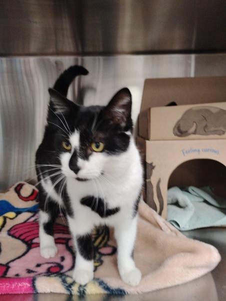 Enlarge Rubiks, a Adoptable mixed breed in Abbotsford, BC image 1/1