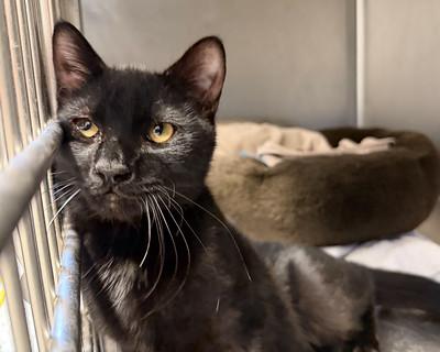 Houston, Adoptable, Young Male American Shorthair.