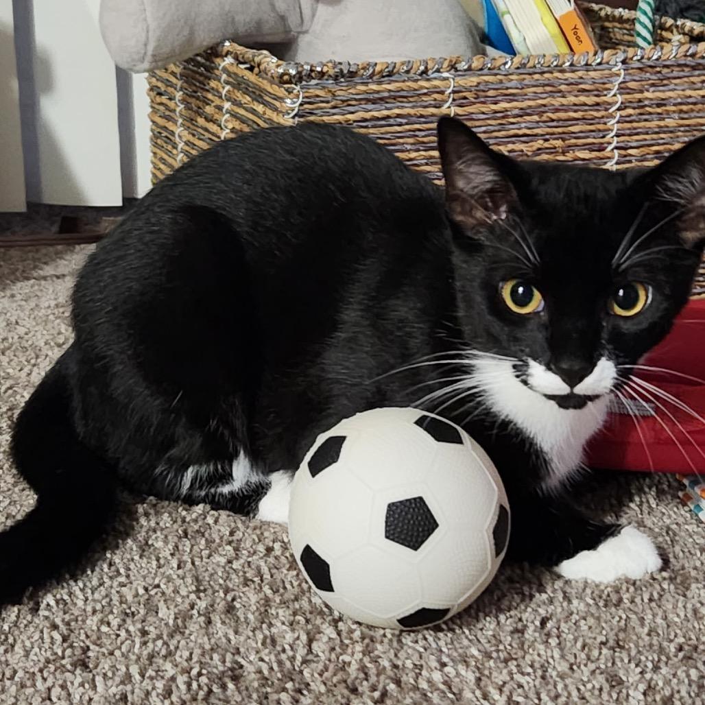 Enlarge Smudge, a Adoptable Domestic Short Hair in Lutz, FL image 1/3
