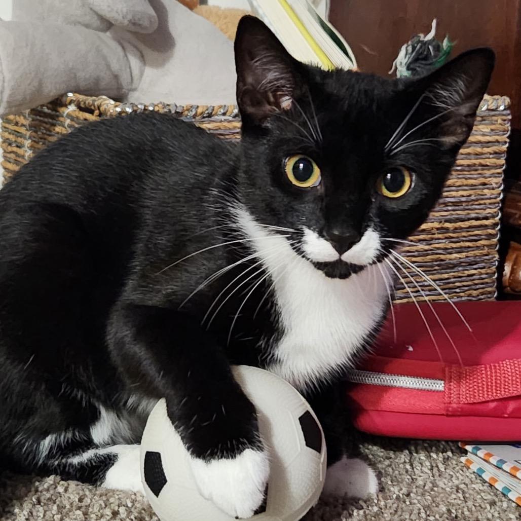 Enlarge Smudge, a Adoptable Domestic Short Hair in Lutz, FL image 2/3