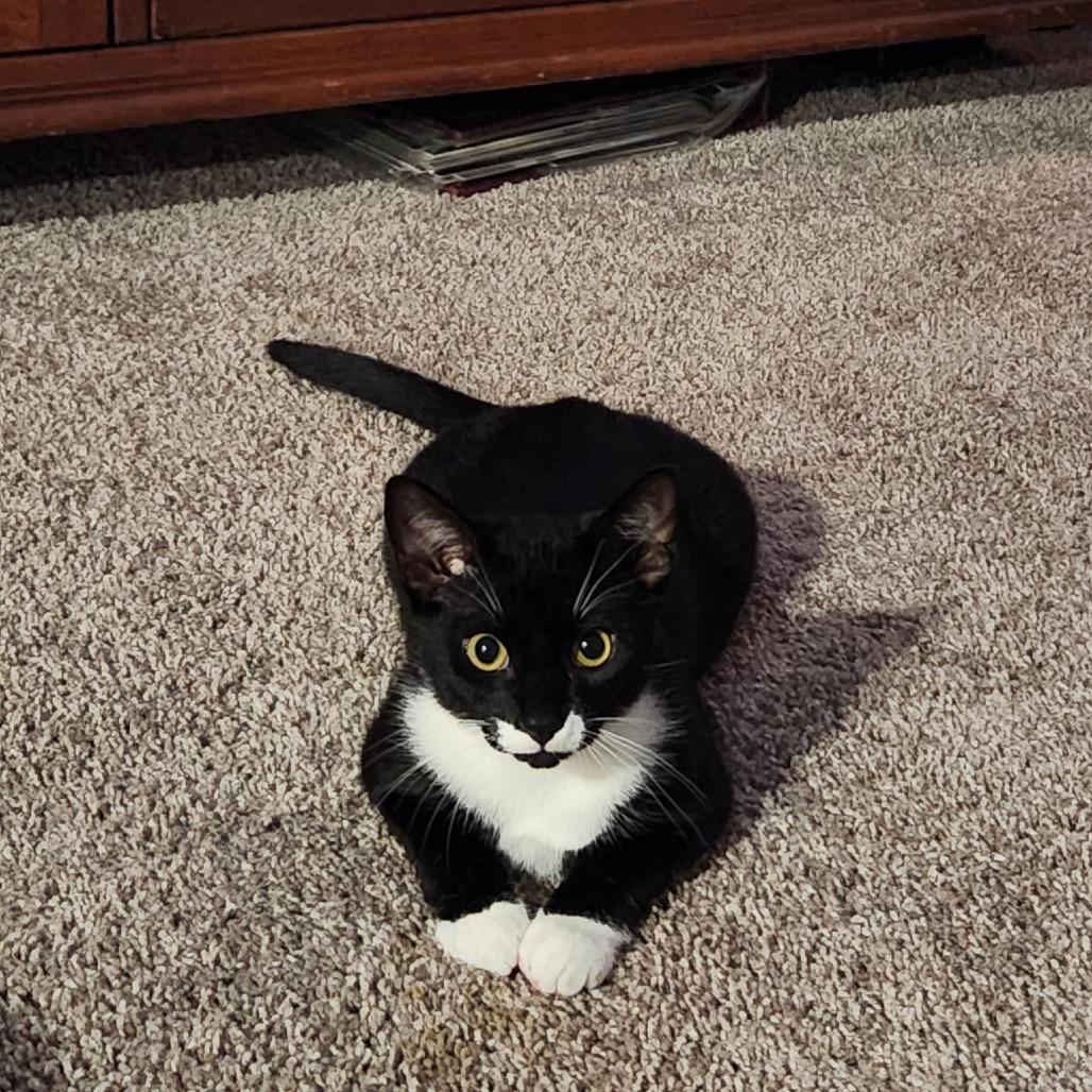 Enlarge Smudge, a Adoptable Domestic Short Hair in Lutz, FL image 3/3