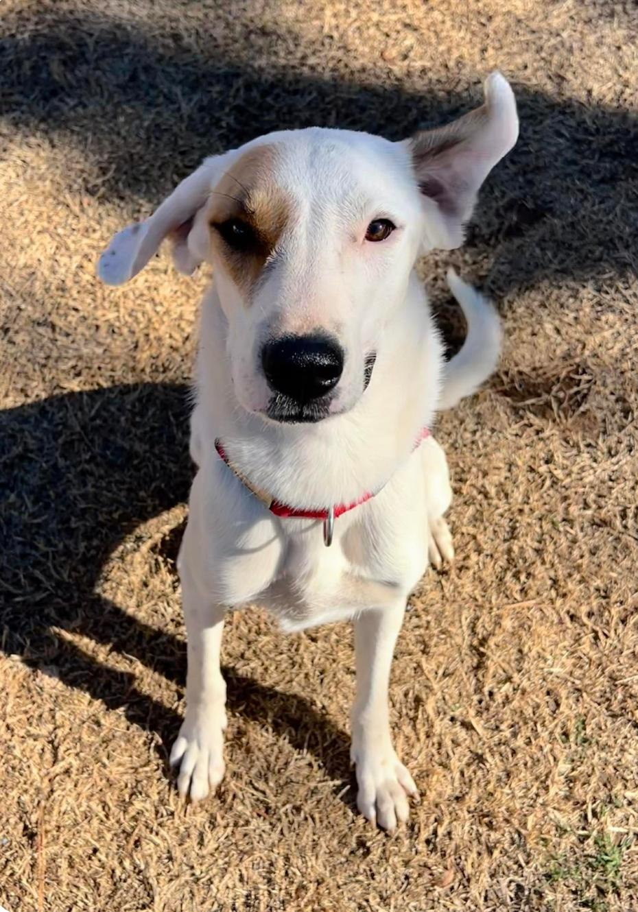 Toya, an adoptable mixed breed in Wichita Falls, TX image 1/4