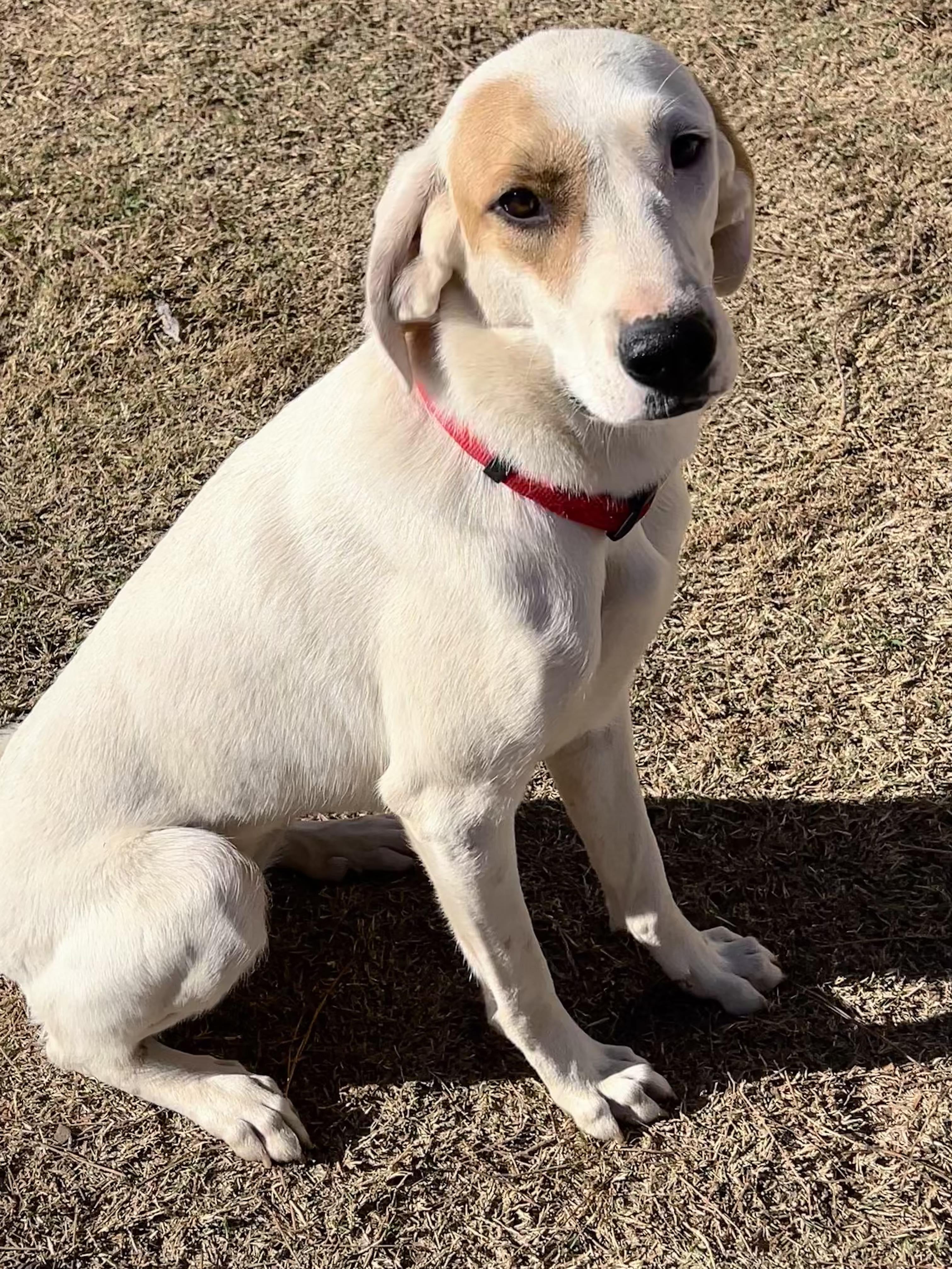 Toya, an adoptable mixed breed in Wichita Falls, TX image 4/4
