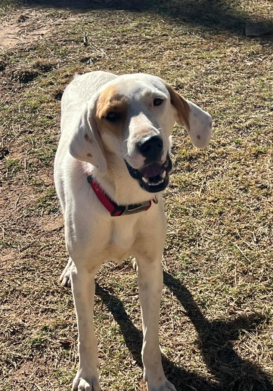 Toya, an adoptable mixed breed in Wichita Falls, TX image 2/4