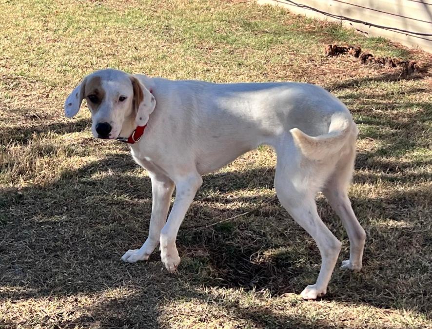Toya, an adoptable mixed breed in Wichita Falls, TX image 3/4