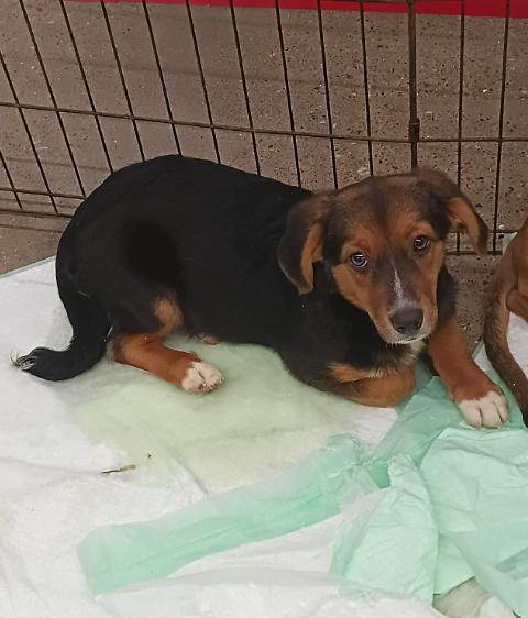 Dozer in TX, Adoptable, Puppy Male Mixed Breed.