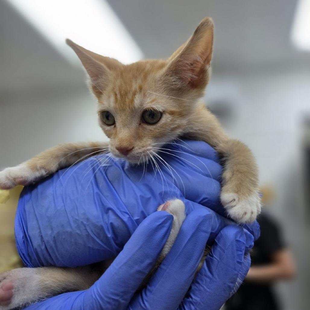 Centipede, Adoptable, Kitten Male Domestic Short Hair.