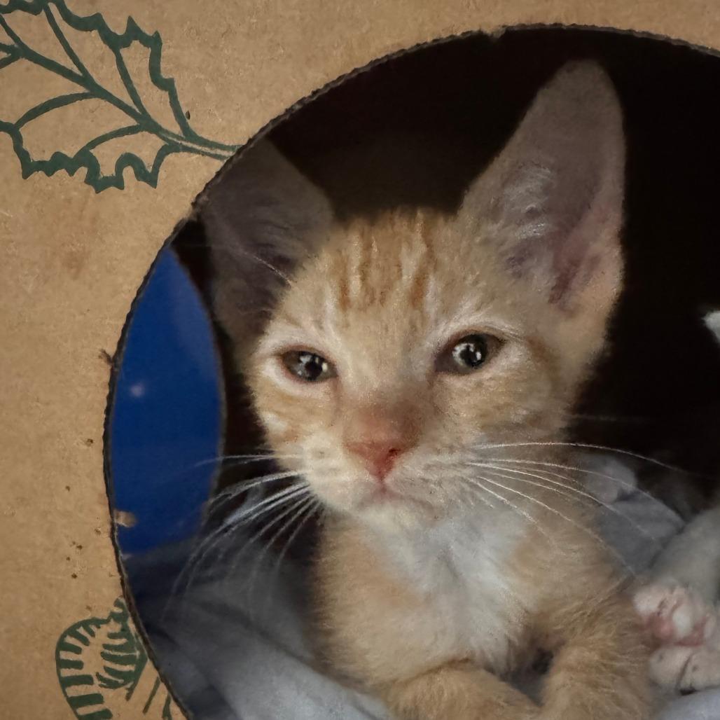 Enlarge Centipede, a Adoptable Domestic Short Hair in Incline Village, NV image 3/3