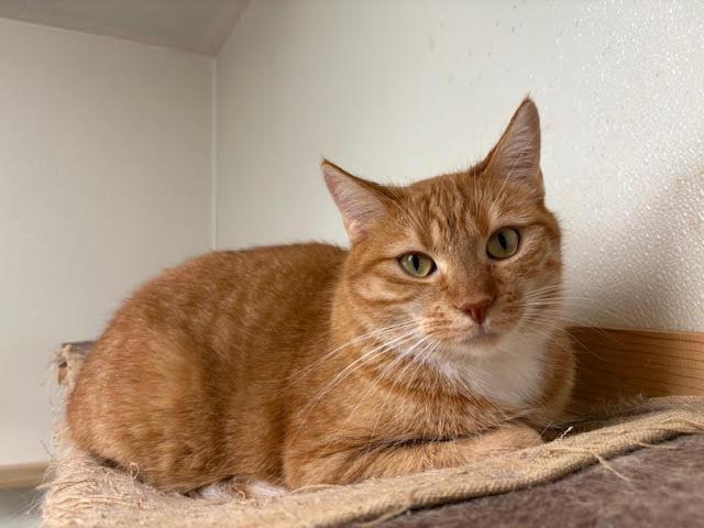 Enlarge Destiny, a Adoptable Domestic Short Hair image 1/2