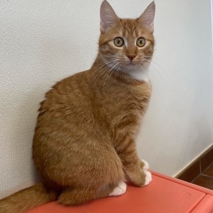 Destiny, Adoptable, Adult Female Domestic Short Hair.