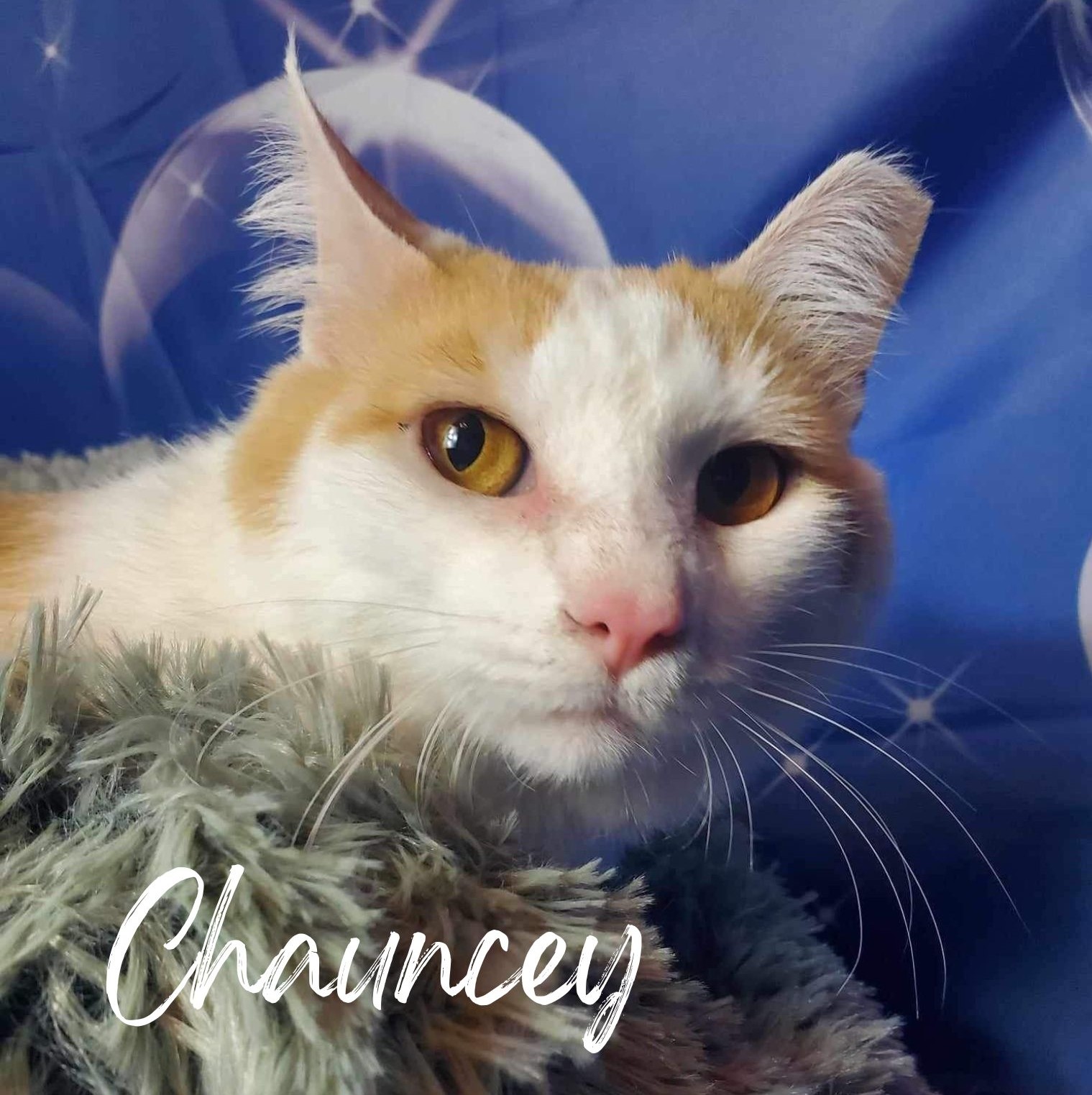 Chauncey, adoptable, Adult Male Domestic Short Hair.