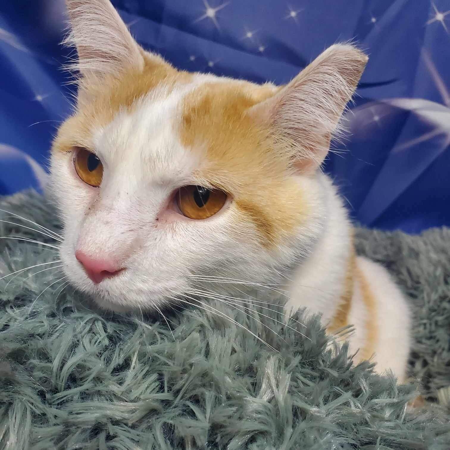 Enlarge Chauncey, an adoptable Domestic Short Hair in Greensburg, PA image 4/5