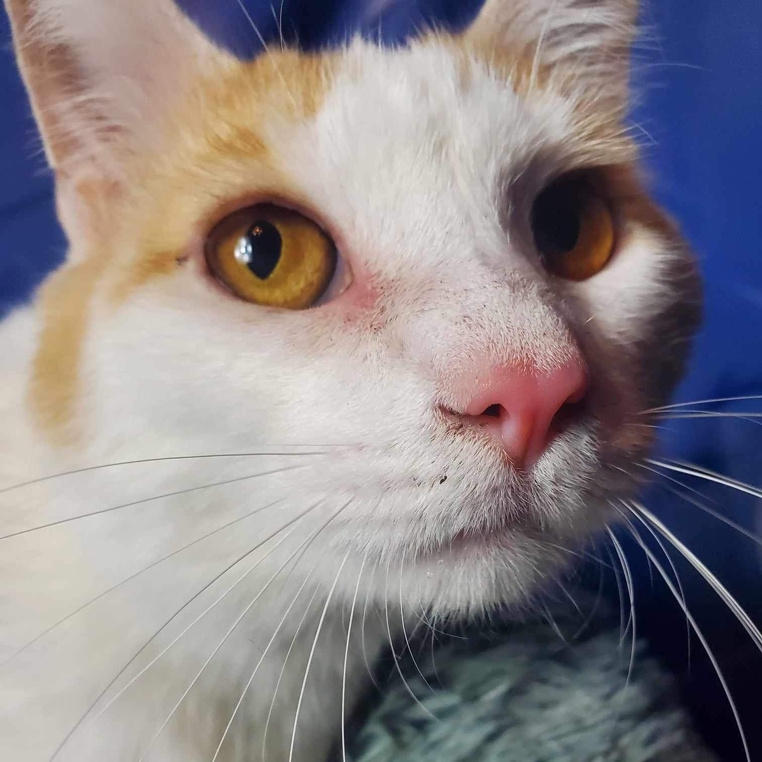 Enlarge Chauncey, an adoptable Domestic Short Hair in Greensburg, PA image 5/5