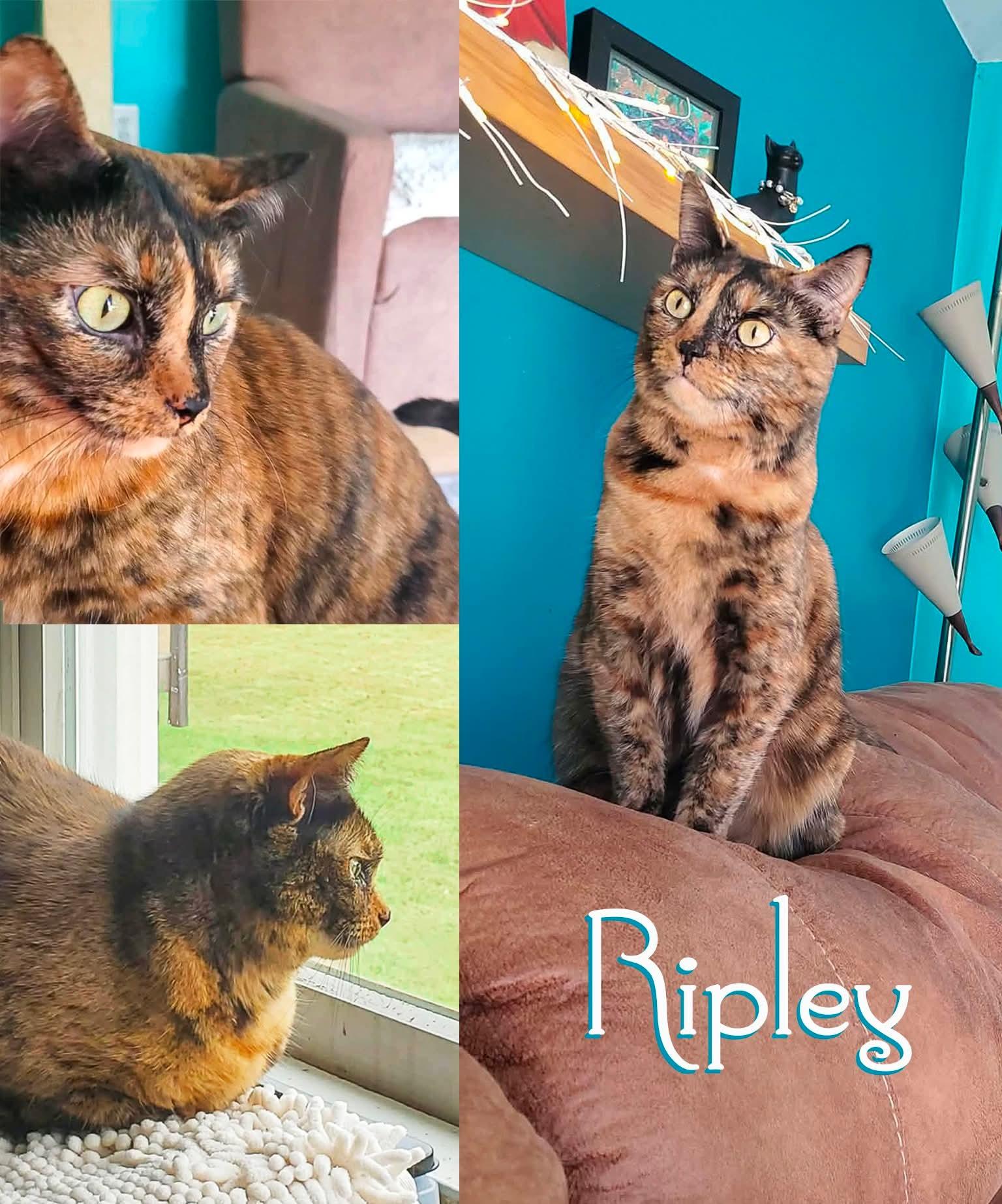 Enlarge RIPLEY, a Adoptable Domestic Short Hair in Flint Hill, VA image 1/3
