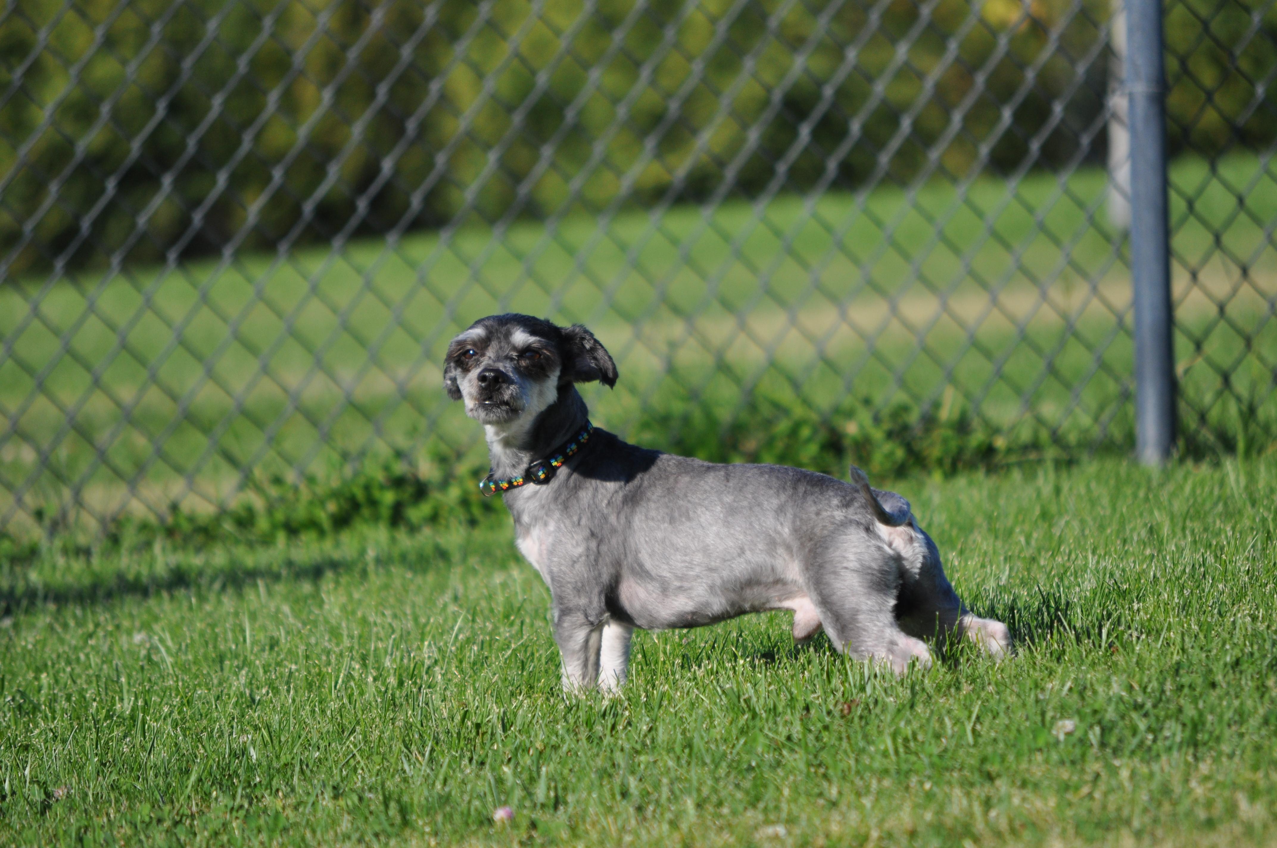 Enlarge Harry, a Adoptable mixed breed in Union Gap, WA image 4/6