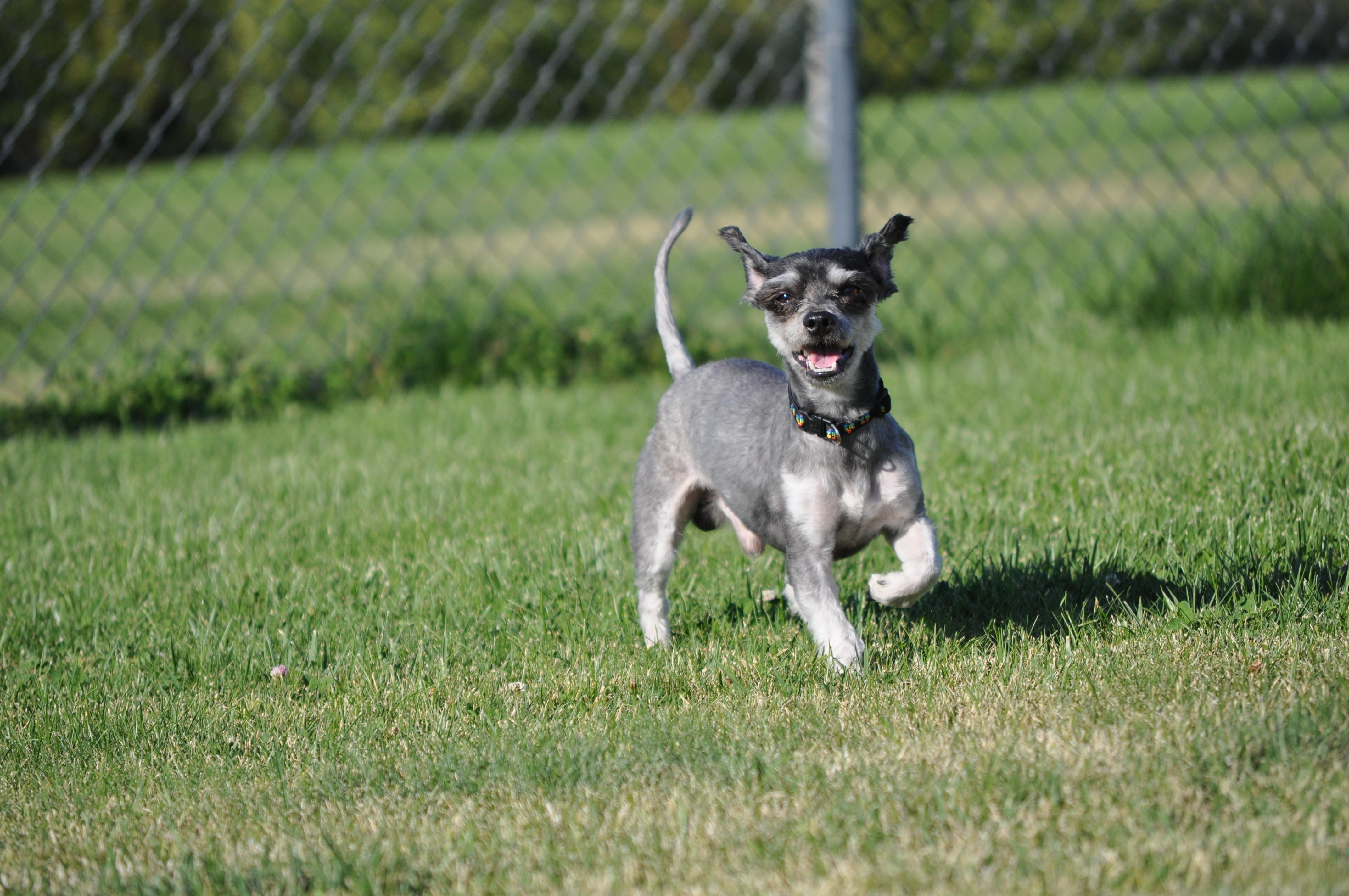 Enlarge Harry, a Adoptable mixed breed in Union Gap, WA image 3/6