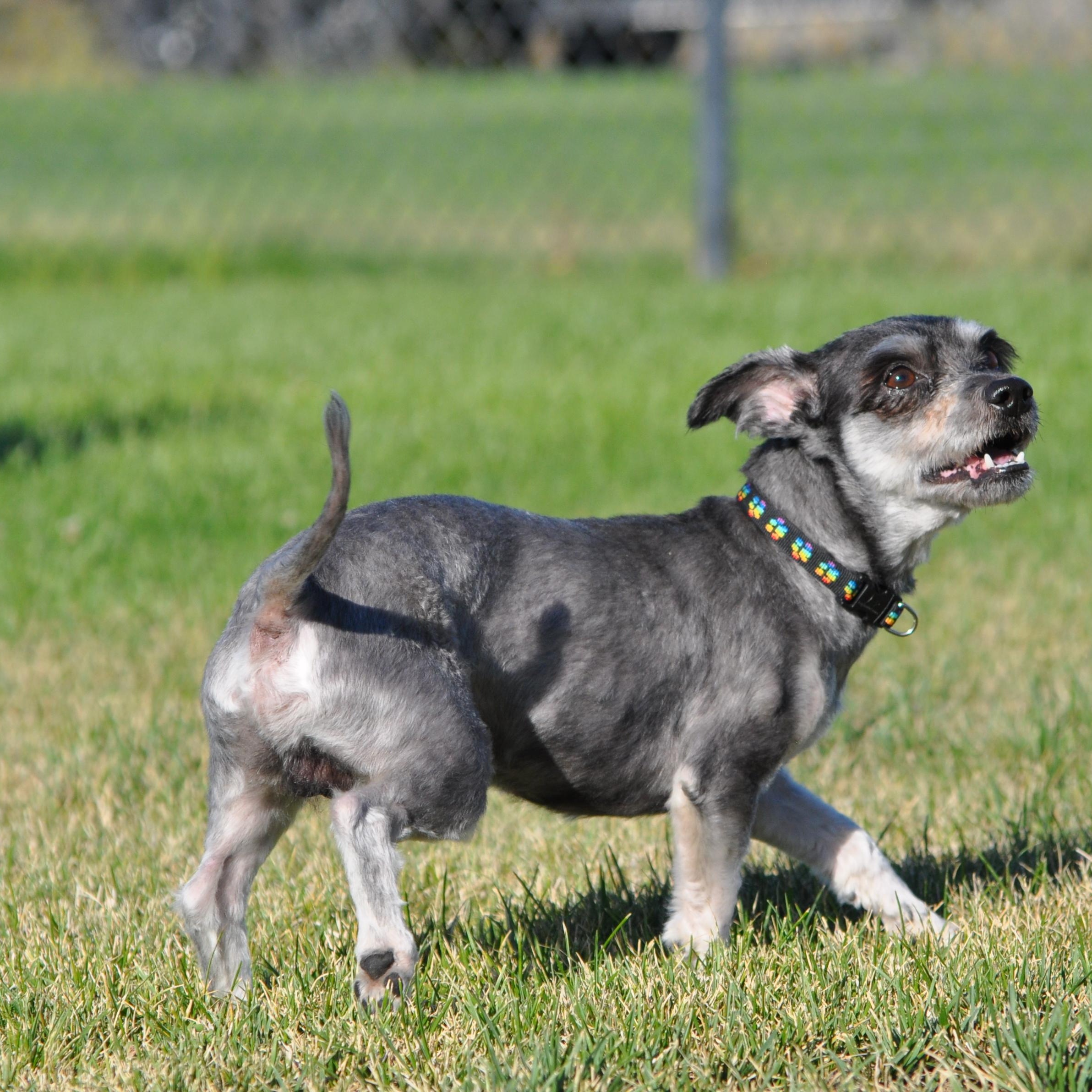 Enlarge Harry, a Adoptable mixed breed in Union Gap, WA image 1/6