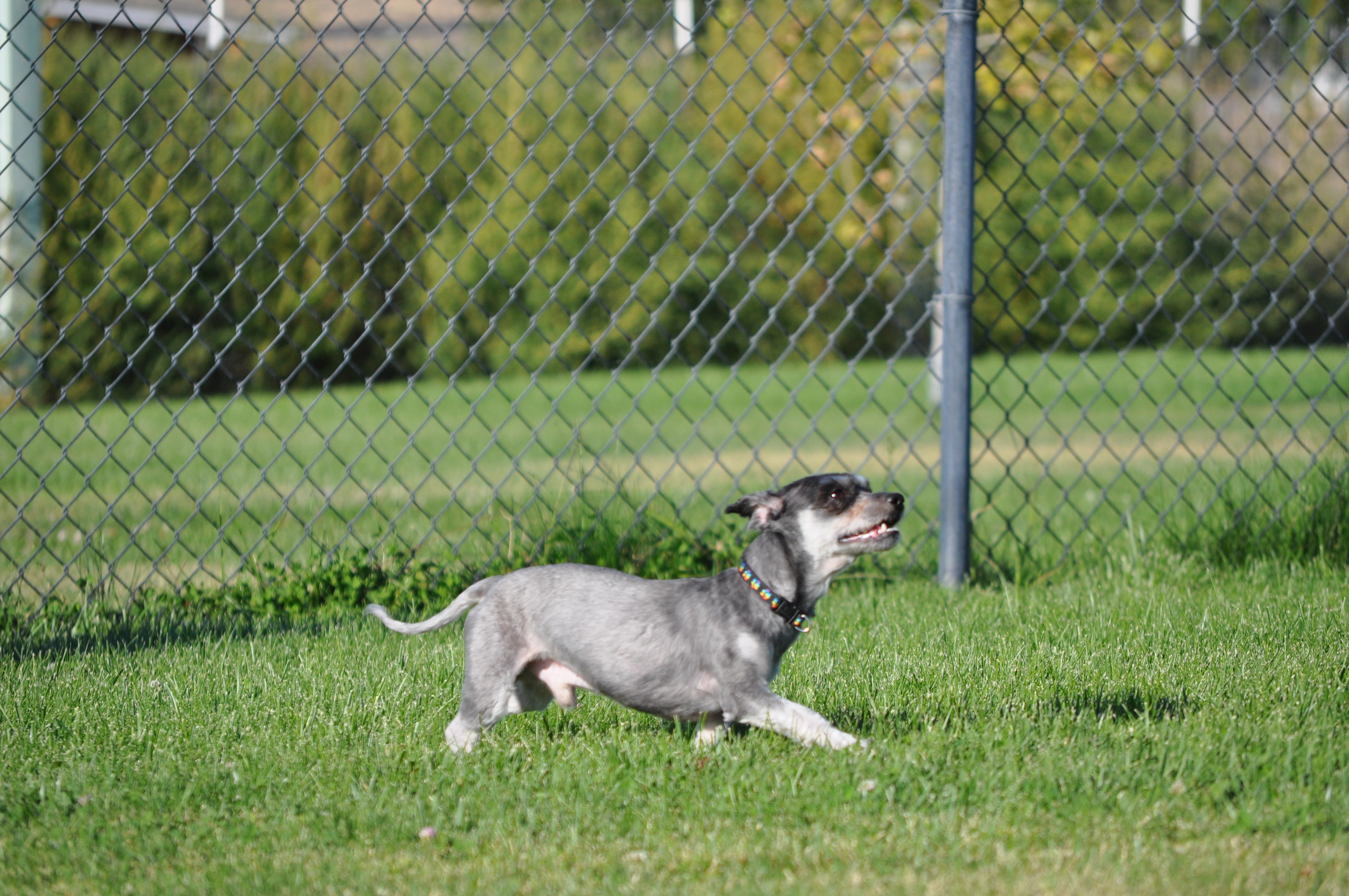 Enlarge Harry, a Adoptable mixed breed in Union Gap, WA image 2/6