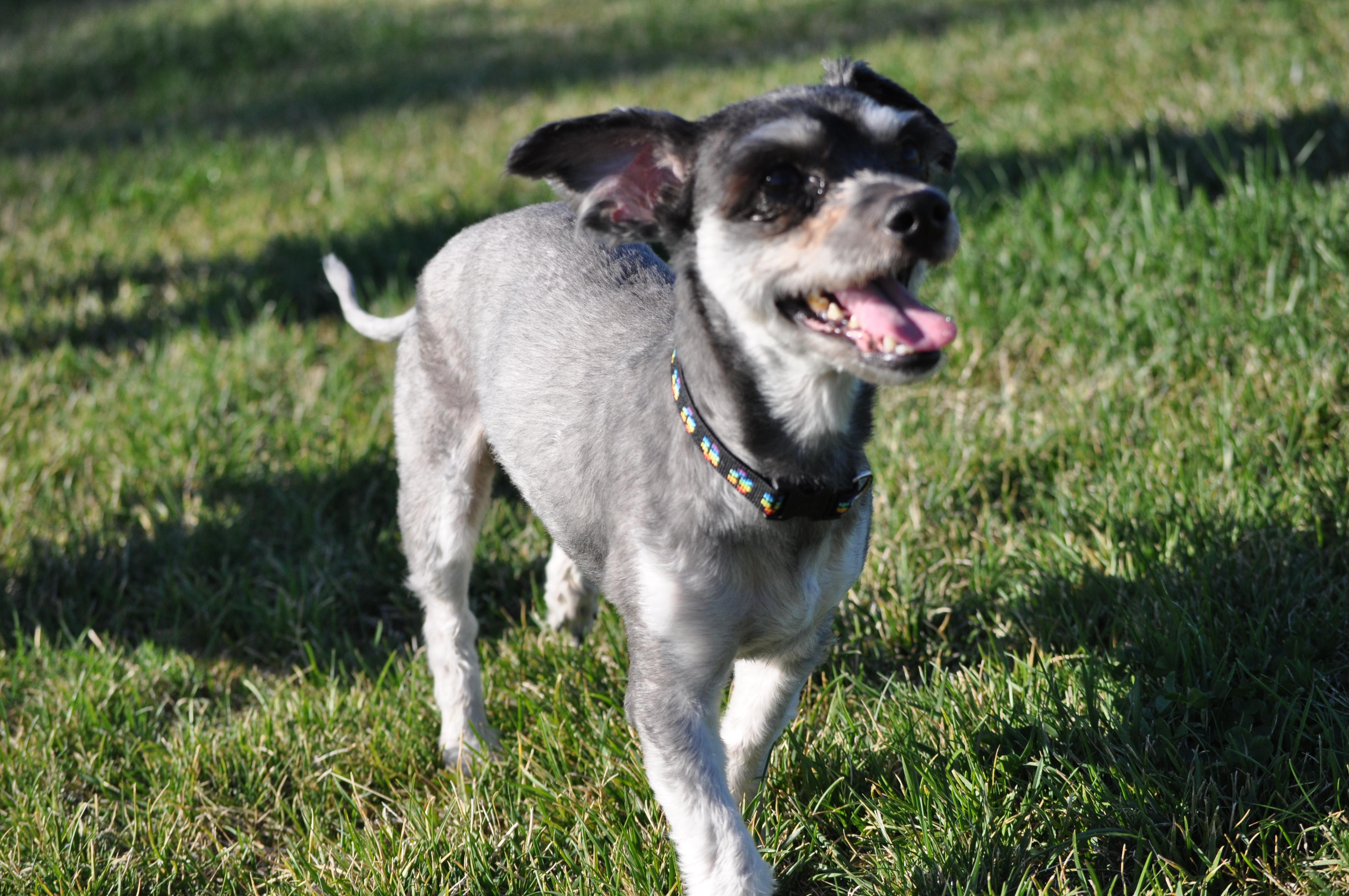 Enlarge Harry, a Adoptable mixed breed in Union Gap, WA image 6/6