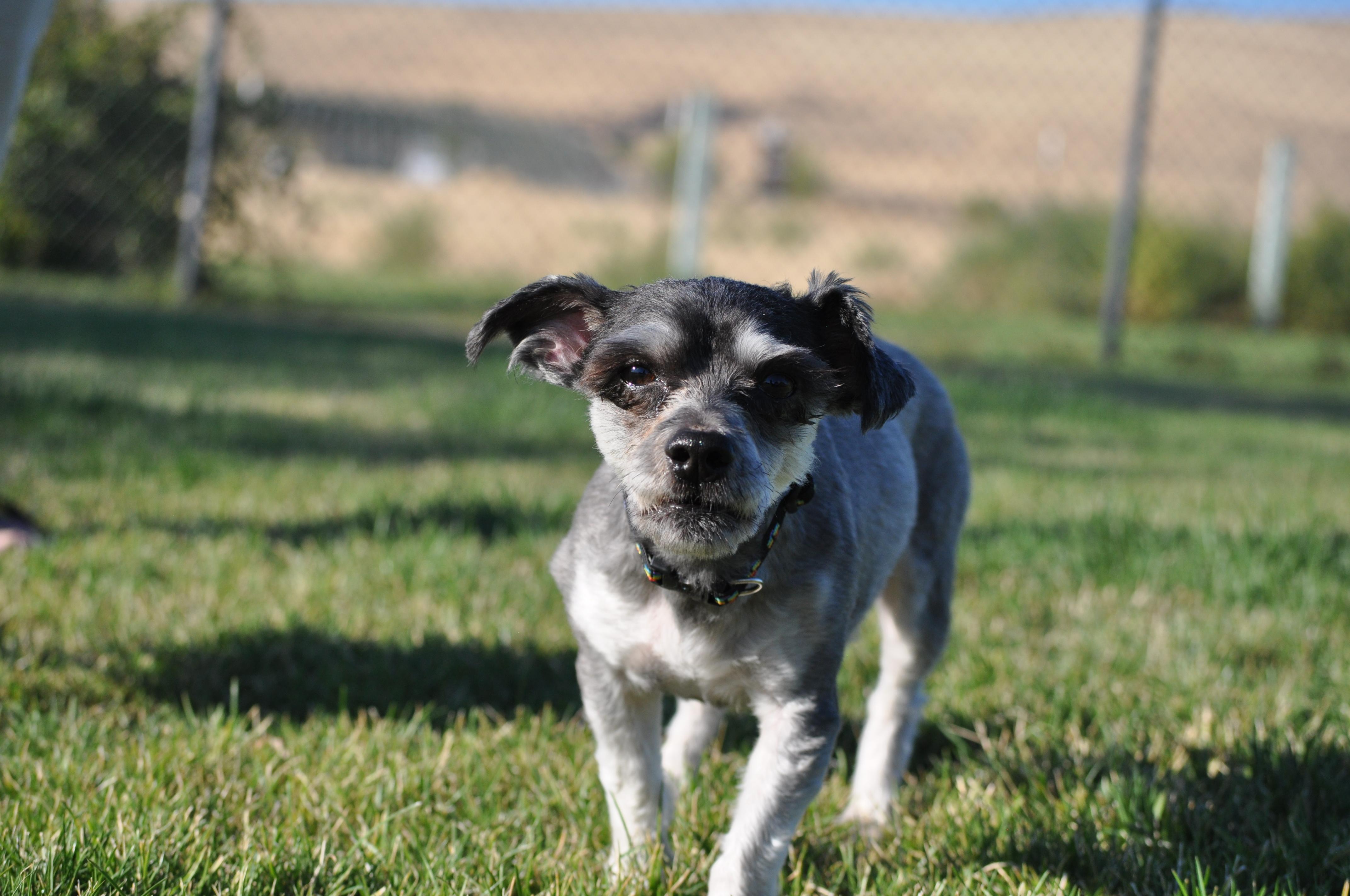 Enlarge Harry, a Adoptable mixed breed in Union Gap, WA image 5/6