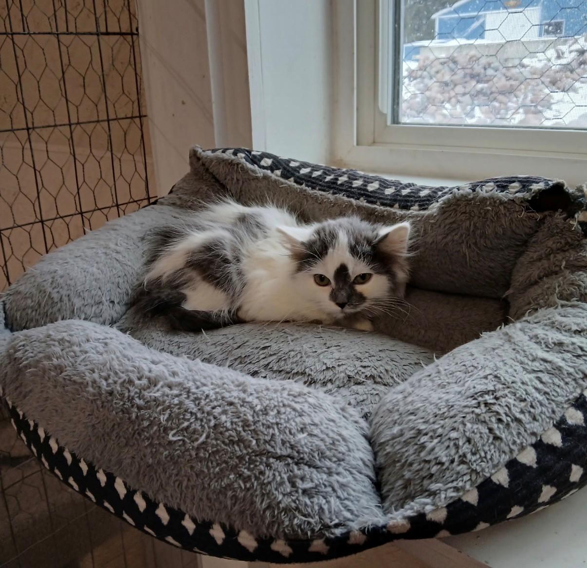 Special, adopted, Kitten Female Domestic Long Hair.