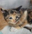 Enlarge MINEY, a Adoptable Domestic Short Hair in San Bernardino, CA image 1/1