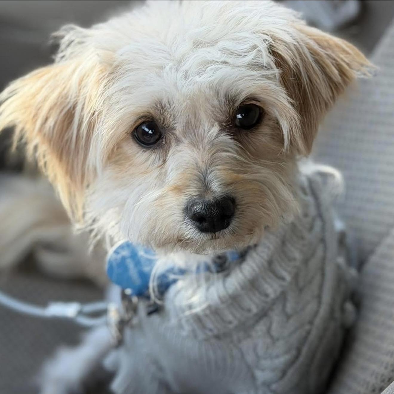 Enlarge Mercy, a ADOPTABLE mixed breed in Santa Rosa, CA image 1/2
