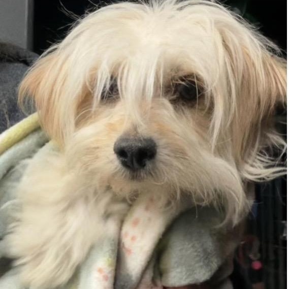 Enlarge Mercy, a ADOPTABLE mixed breed in Santa Rosa, CA image 2/2