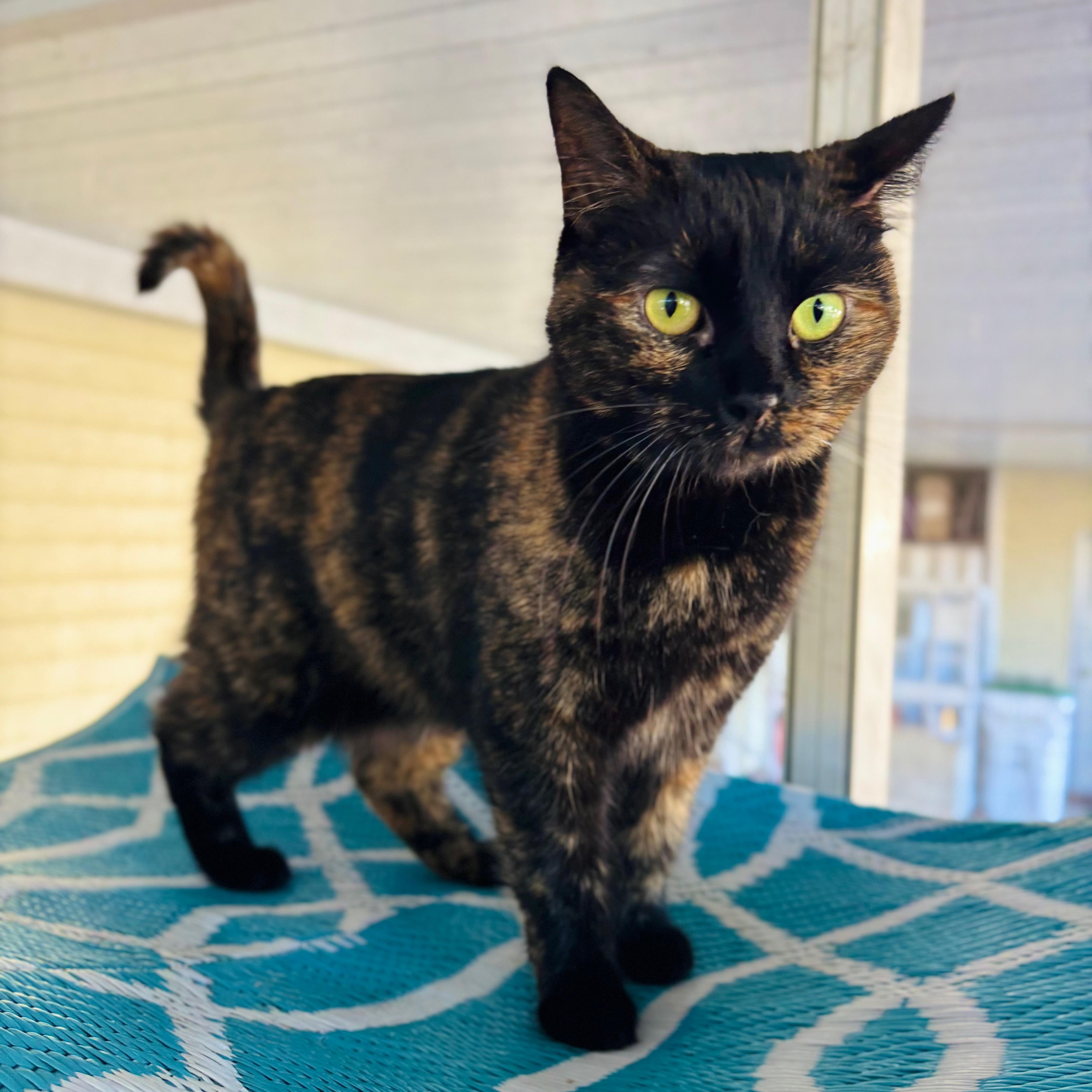 Enlarge Mamita, a ADOPTABLE Domestic Short Hair in Miami, FL image 3/3