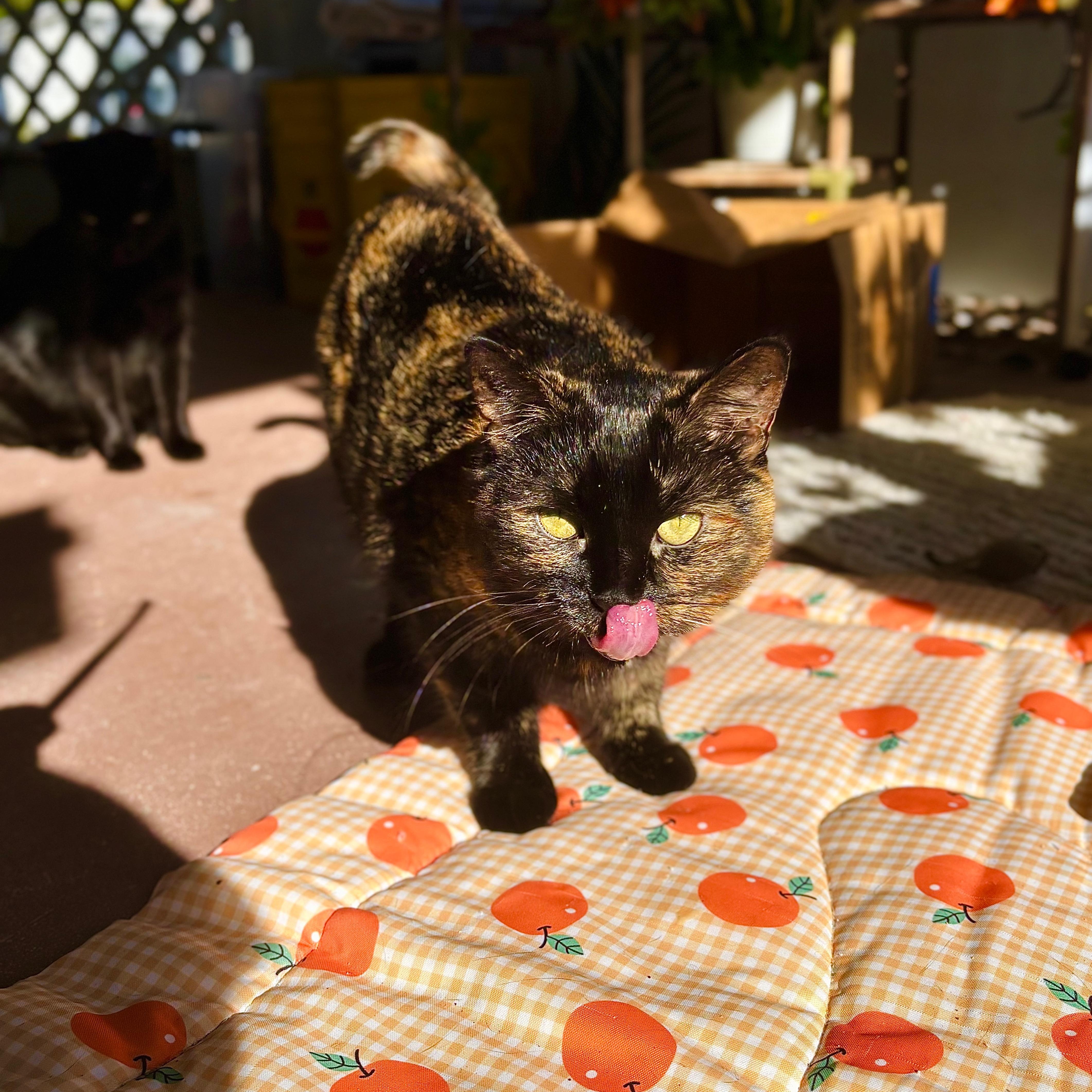 Enlarge Mamita, a ADOPTABLE Domestic Short Hair in Miami, FL image 2/3