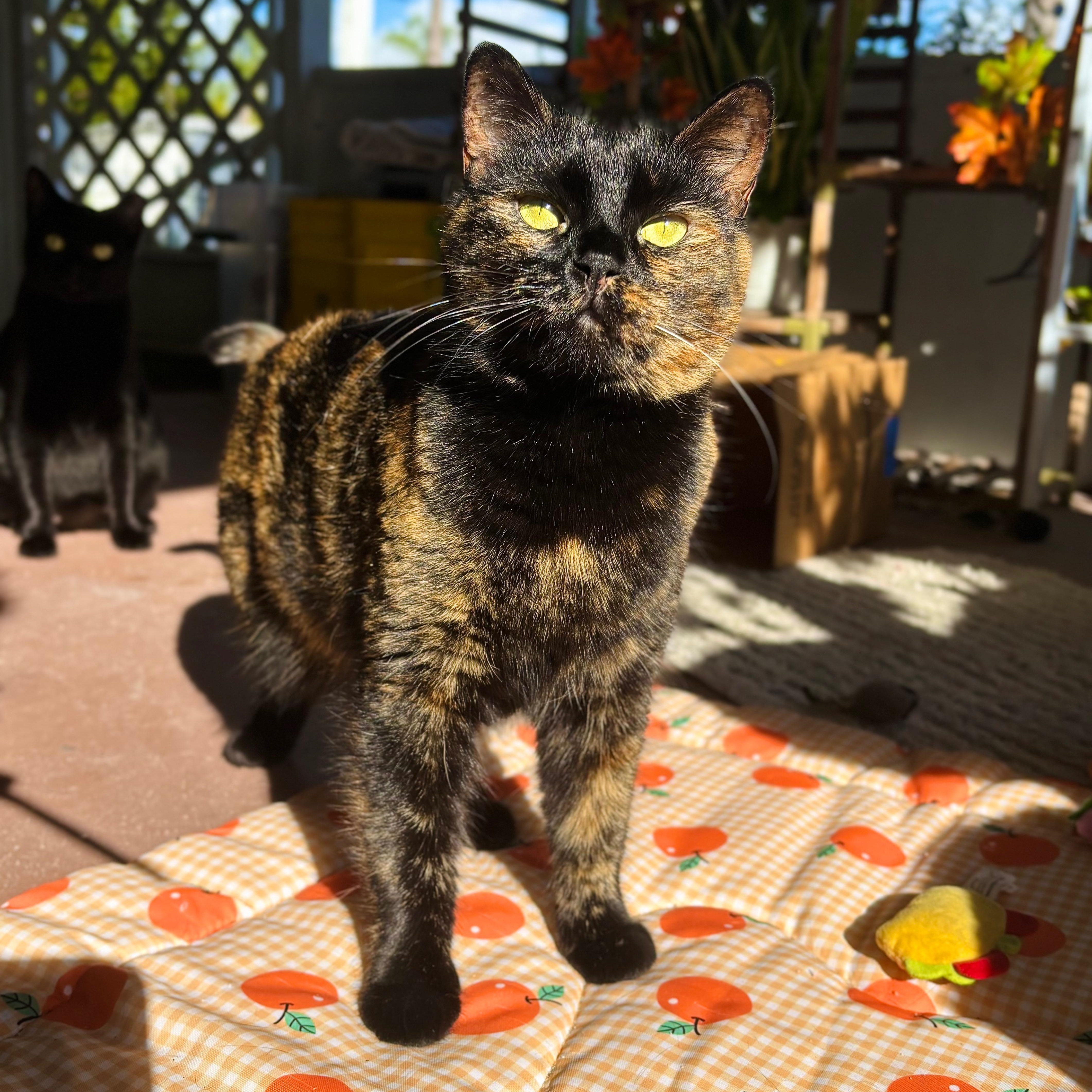 Mamita, ADOPTABLE, Young Female Domestic Short Hair.